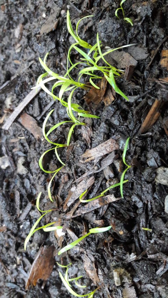 Green plants emerge from the soil