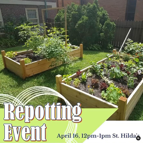 SFSRG Repotting Event at St. Hilda's College poster