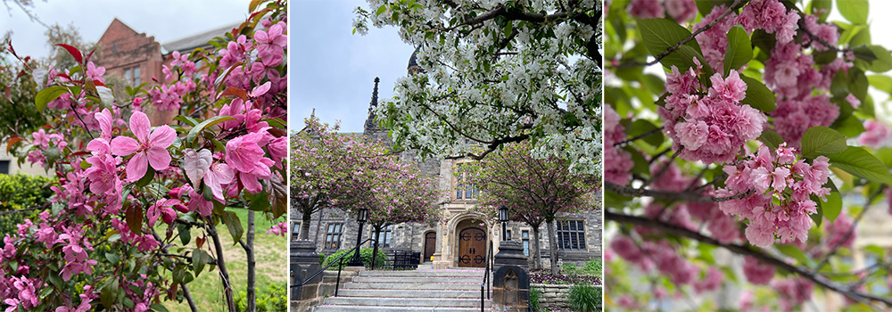 The Trinity campus in full bloom