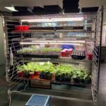 May & Early June 2022: Our seedling rooms are most full.