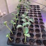 April 2022: we begin growing indoors in late March and early April. These are some of the first seedlings we planted – squash, tomato, pepper, cauliflower and kale.