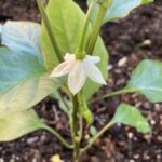 Late May & Early June 2022: Peppers were one of the first flowers to appear in our gardens.