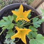 Late May 2022: In late May we planted our zucchini which shortly afterwards began to produce large, yellow flowers