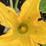 Late May 2022: In late May we planted our zucchini which shortly afterwards began to produce large, yellow flowers