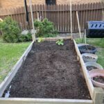 May 2022: first raised bed that we planted this year. It included two types of winter squash (Avalon and butternut) and the native plant Virginia Mountain Mint