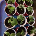 Mid-May 2022: We grew 100 cucumber seedlings in trays and then repotted them so that they could grow a larger before they were put on the roof