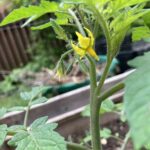 May 2022: We also planted our tomatoes in May and they began to flower shortly afterwards.