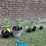 June & July 2022: native plants: common milkweed, swamp milkweed, meadow rue, and evening primrose.