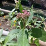 June & July 2022: native plants: common milkweed, swamp milkweed, meadow rue, and evening primrose.