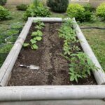 Early June: Photos of the raised beds. Pictured here: cauliflower, kale and beans shortly after being planted.