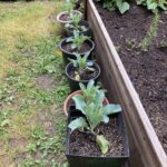 Early June: Photos of the raised beds. Pictured here: cauliflower, kale and beans shortly after being planted.