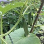July 2022: Fruits (tomatoes, cucumbers, squash, zucchini, peppers) that have started to form and later growing stages of plants (peppers, peas, cucumbers, carrots)