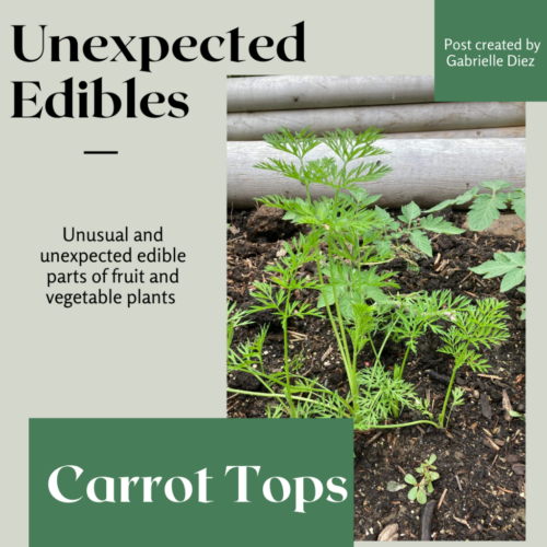 Food Systems Lab: Instagram - Unexpected Edibles 1-1