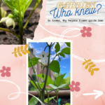 Food Systems Lab: Instagram - Garden Who Knew 1-1