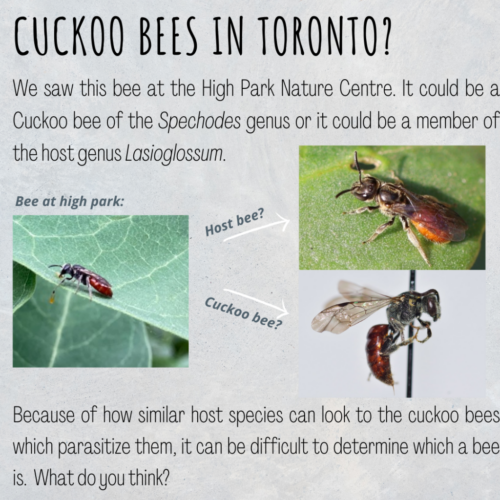 Food Systems Lab: Instagram - Pollinator Profile 1-7