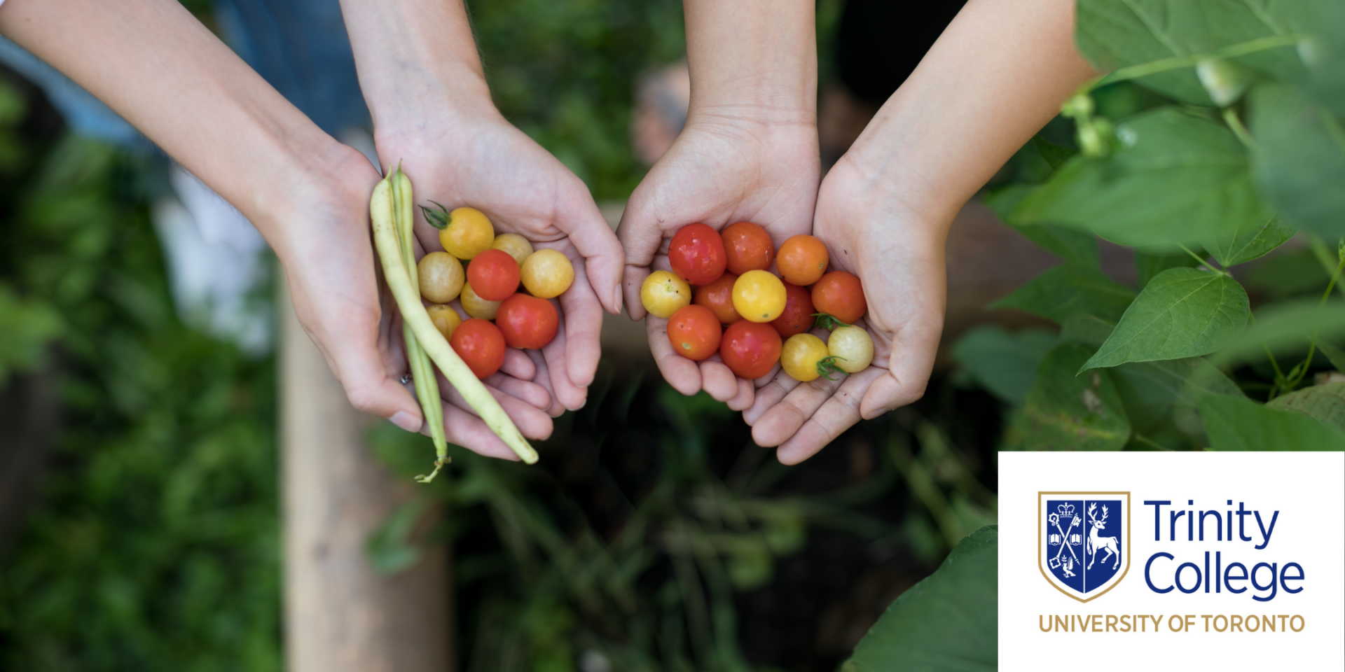 Hands holding tomatoes and beans