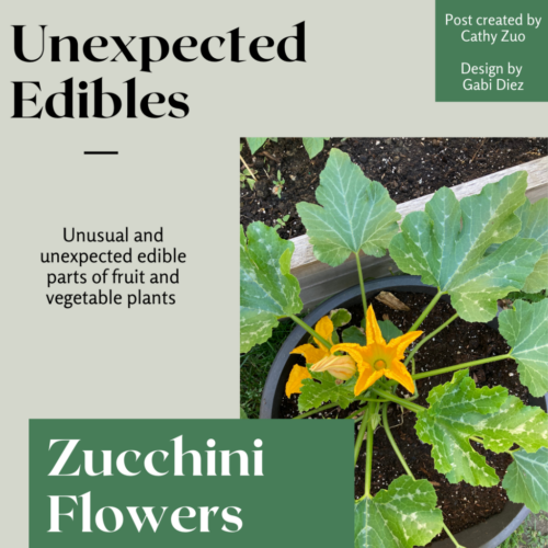 Food Systems Lab: Instagram - Unexpected Edibles: Zucchini Flowers 1