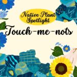 Native Plant Spotlight 3: Touch-me-nots-1