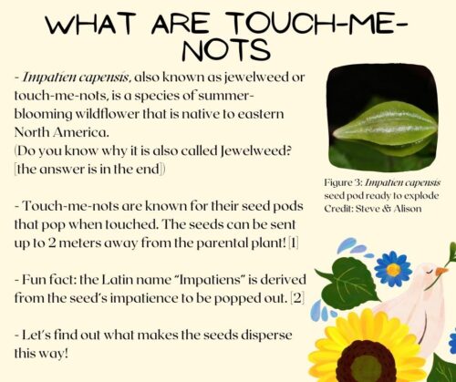 Native Plant Spotlight 3: Touch-me-nots-2