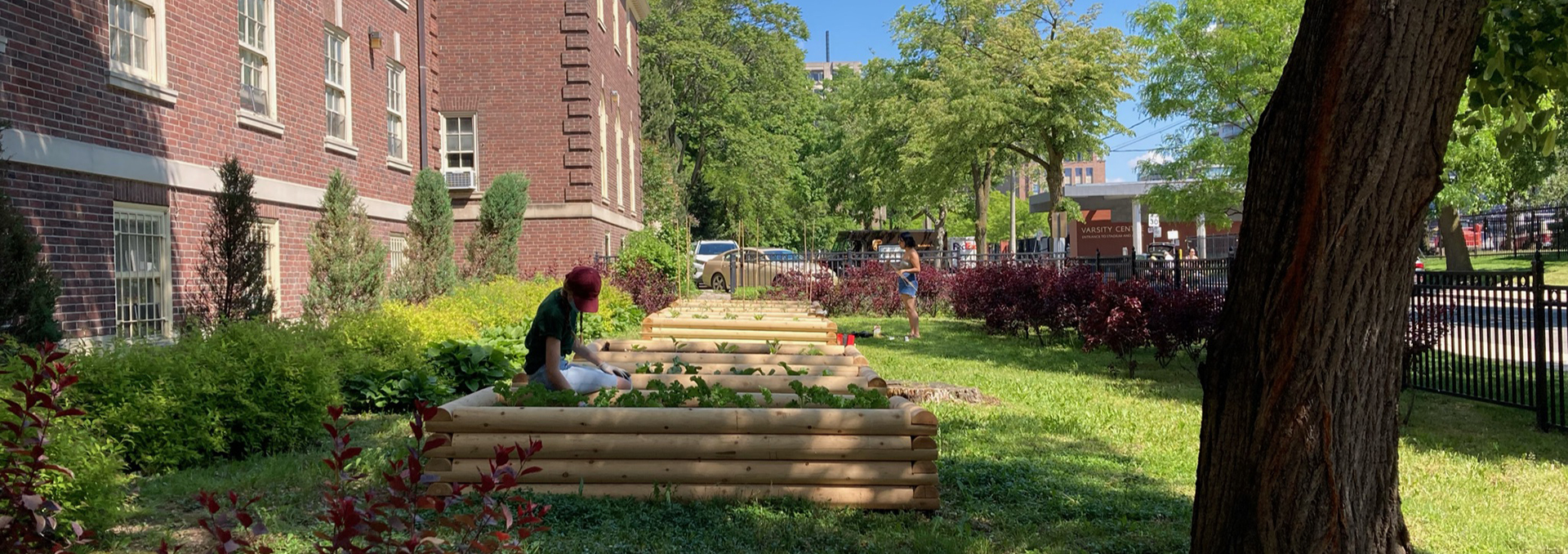 Students tend to the raise garden beds at St. Hilda's College