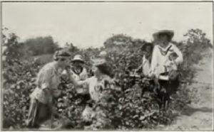 Farmerettes in the field - archival image